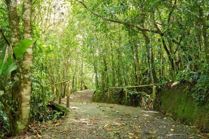Cabanas El Bosque Turrialba Bagian luar foto